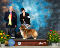 Shetland Sheepdog #6 Th G3 Judge Ken Buxton