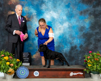 Staffordshire Bull Terrier #7 Th OHG1 Judge Robert Hutton