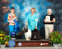 Tibetan Terrier #5 Th G1 Judge Donna Buxton