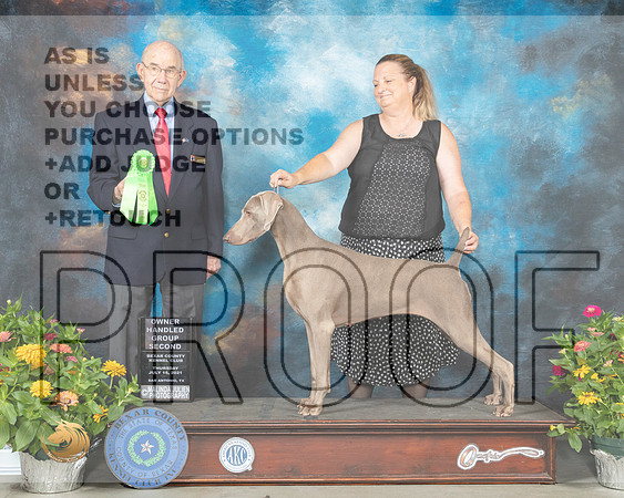 Wiemaraner #8 Th OHG2 Judge John Constantine Adomei_MMJ_0311_SanAnonio2021_HR3