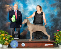 Wiemaraner #8 Th OHG2 Judge John Constantine Adomei