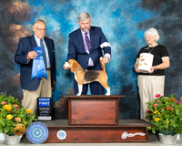Beagle #6 Th G1 Judge John Wade