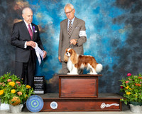 Cavalier King Charles Spaniel #11 Th G4 Judge Robert Hutton