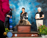 Pekingese #7 Th G1 Judge Robert Hutton