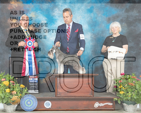 Schnauzer Miniature #8 Th BIS Judge John Booth_MMJ_0509_SanAnonio2021_HR3