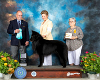 Belgian Sheepdog #5 Th OHBIS Judge John Constantine Amodei