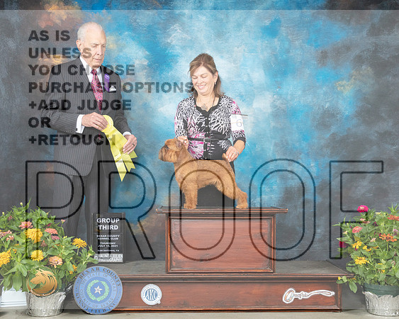 Norfolk Terrier #6 Th G3 Judge Robert Hutton_MMJ_0480_SanAnonio2021_HR3