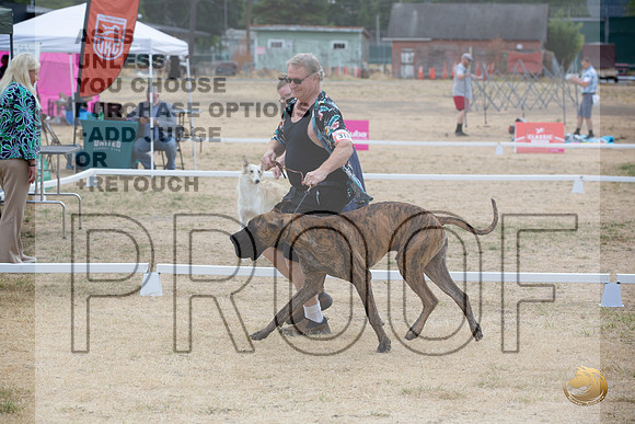 Ringside Longview WA 2024 Great Dane #318_JJL_3402_Longview WA_2024_HR3