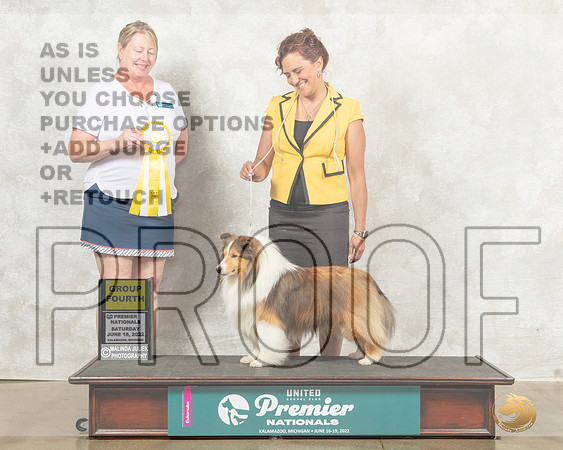 Shetland Sheepdog #215 Sat G4 Judge Pam Perdue__MJ_8724_Premier_2022_HR3