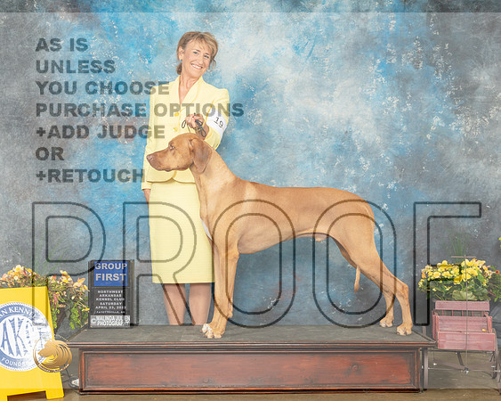 Rhodesian Ridgeback #19 Sat G1 Judge Deirde Petrie-MMJ_0693-NWARK2022-HR3