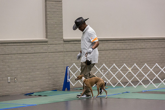 Italian Greyhound Sat Ring_JJL_0819_UKCLNGVIEWOCT2024_2024_HR3