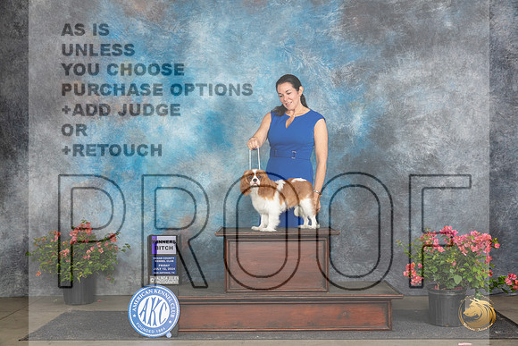 Cavalier King Charles Spaniel #14 Fri WB Judge Polly (Mrs Robert) D Smith__JP_4336_San Antonio_2024_HR3