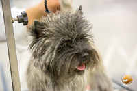 Cairn Terrier #8 Kendall Lake Thurs