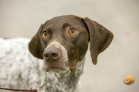 German Shorthaired Pointer #16