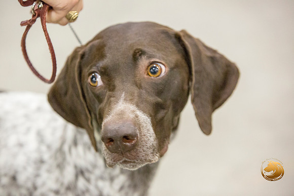 German Shorthaired Pointer #16_JJL_0005-San Antonio2021-HR3