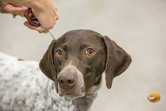 German Shorthaired Pointer #16_JJL_0008-San Antonio2021-HR3
