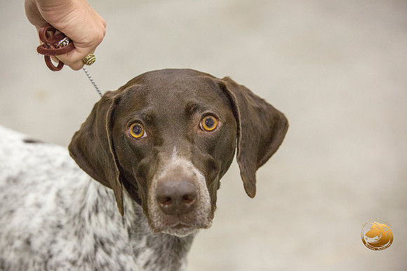 German Shorthaired Pointer #16_JJL_0012-San Antonio2021-HR3