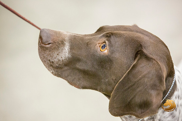 German Shorthaired Pointer #16_JJL_0013-San Antonio2021-HR3