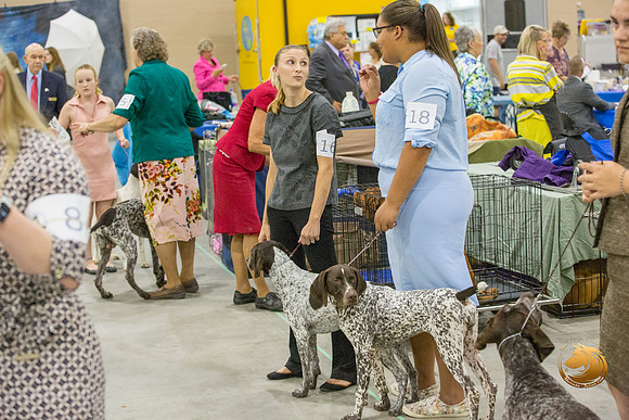 German Shorthaired Pointer #16_JJL_0017-San Antonio2021-HR3