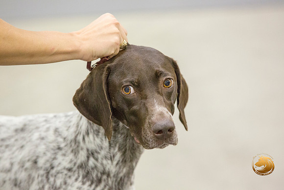 German Shorthaired Pointer #16_JJL_0018-San Antonio2021-HR3