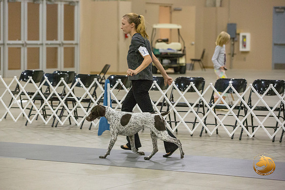 German Shorthaired Pointer #16_JJL_0021-San Antonio2021-HR3