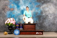 Coton de Tulear #6 FRI BOB BOBOH Judge Jeffery Bazell