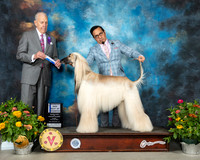 Afghan Hound #25 Fri BOW Judge Robert Hutton
