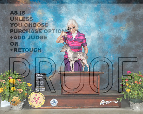 American Hairless Terrier #7 Th OHG4 Judge Robert Hutton R_MMJ_0637_SanAnonio2021_HR3