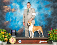American Staffordshire Terrier #29 Fri WB Judge John Wade