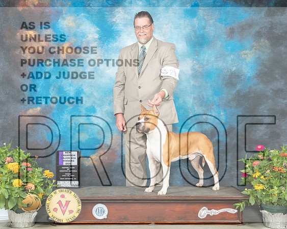 American Staffordshire Terrier #29 Fri WB Judge John Wade_MMJ_0574_SanAnonio2021_HR3