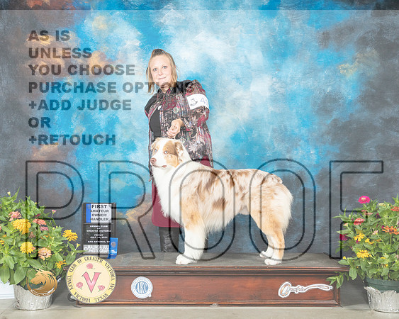 Australian Shepherd #43 Fri AOM1st Linn Brown_MMJ_0604_SanAnonio2021_HR3
