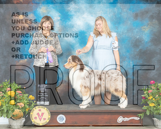 Australian Shepherd #9 Fri BOW Judge Linn Brown_MMJ_0666_SanAnonio2021_HR3