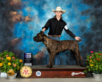 Cane Corso #11 Fri WB Judge Donna Buxton