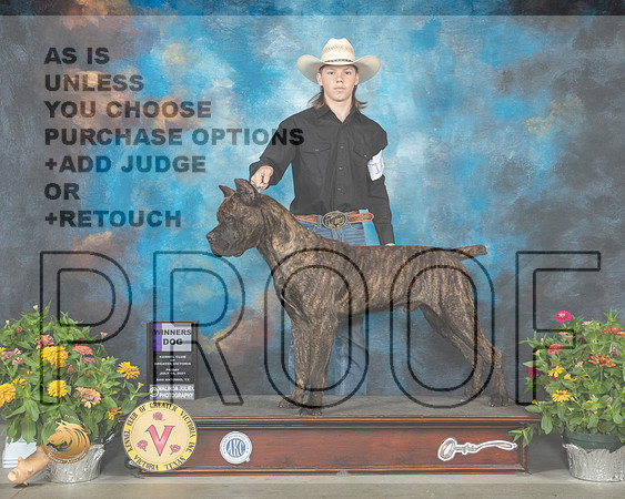 Cane Corso #11 Fri WB Judge Donna Buxton_MMJ_0649_SanAnonio2021_HR3