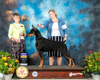 Doberman Pinscher #17 Fri BOB Judge Donna Buxton