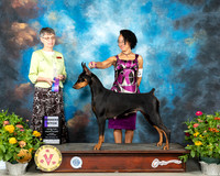 Doberman Pinscher #34 Fri WD Judge Donna Buxton