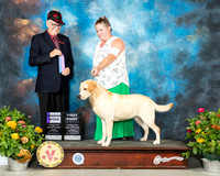 Labrador Retriever #28 Fri WB Judge Johnny Shoemaker