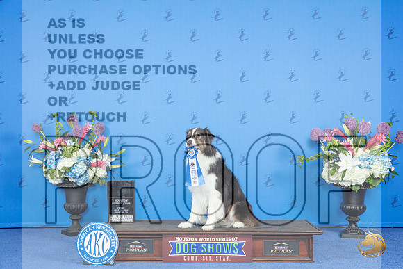 Australian Shepherd # FRI NT AKCT Judge __JP_9102_Houston_2024_HR3