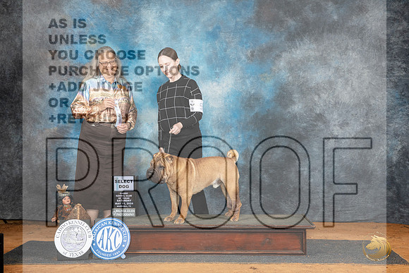 Chinese Shar Pei #5 Sat SD Judge Denise Dean__JP_7968_MARSHALL_2024_HR3
