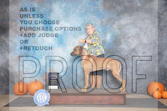 Rhodesian Ridegback #21 Sun WD Judge Ann Roth__JP_9392_Humble_2024_HR3