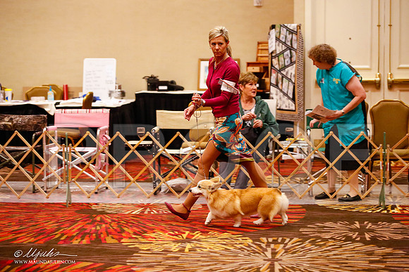 _JJ_9286-HstnCorgiFeb2015-HR3
