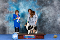 Shetland Sheepdog #7 WED BW Judge Sheryl Kendrick