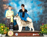 Alaskan Malamute #6 Fri G2 Judge Donna Buxton