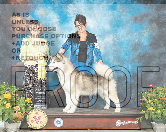 Alaskan Malamute #6 Fri G2 Judge Donna Buxton_MMJ_0923_SanAnonio2021_HR3