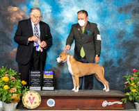 American Staffordshire Terrier #12 Fri BOB Judge John Wade