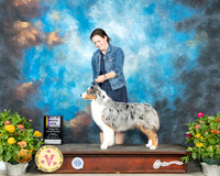 Australian Shepherd #26 Fri BOB Judge Linn Brown