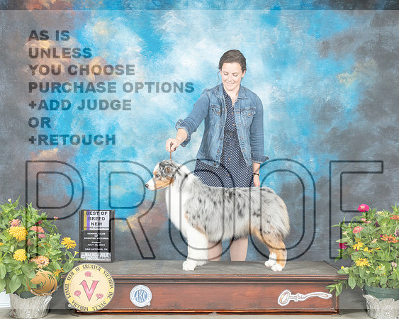 Australian Shepherd #26 Fri BOB Judge Linn Brown_MMJ_0906_SanAnonio2021_HR3