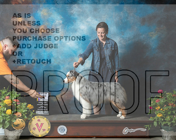 Australian Shepherd #26 Fri BOB Judge Linn Brown_MMJ_0911_SanAnonio2021_HR3