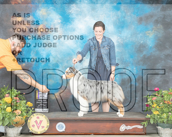 Australian Shepherd #26 Fri BOB Judge Linn Brown_MMJ_0918_SanAnonio2021_HR3