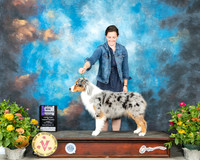 Australian Shepherd #28 fri WB Judge Linn Brown